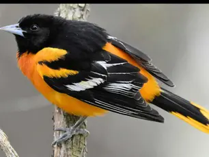 Starting the Year with Wonder: National Bird Day in Our Homeschool