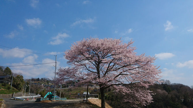 広瀬の桜