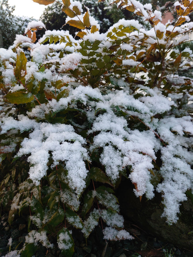 久しぶりの雪