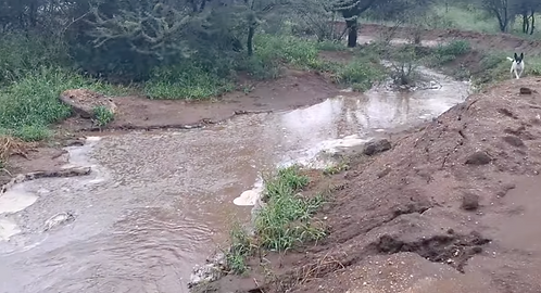 Flooded river with dog.png