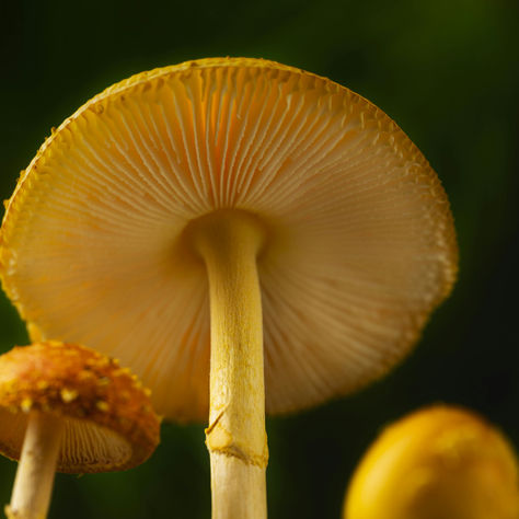 A Comprehensive Guide to Psilocybin Mushroom Strains and Their Unique Effects