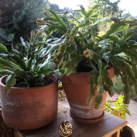 Quand il faut casser le pot !