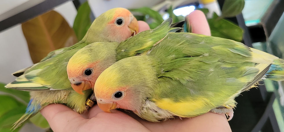 Peach Faced Lovebird Baby