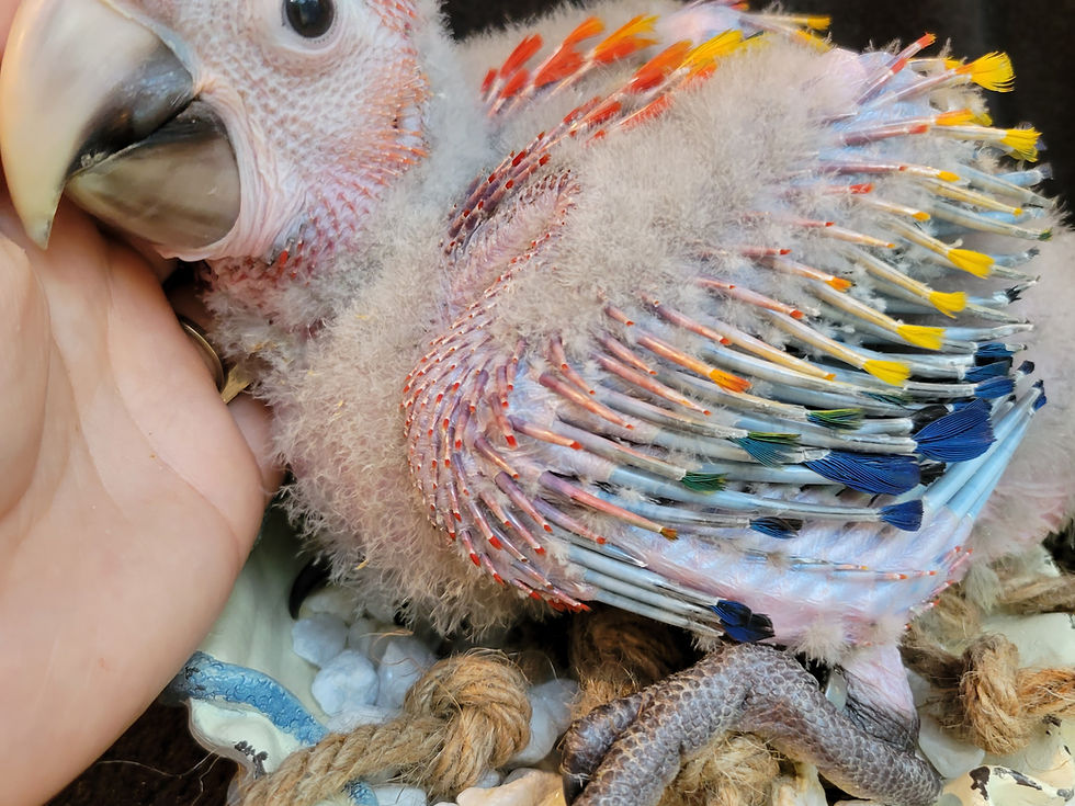 Thumbnail: Scarlet Macaw Baby