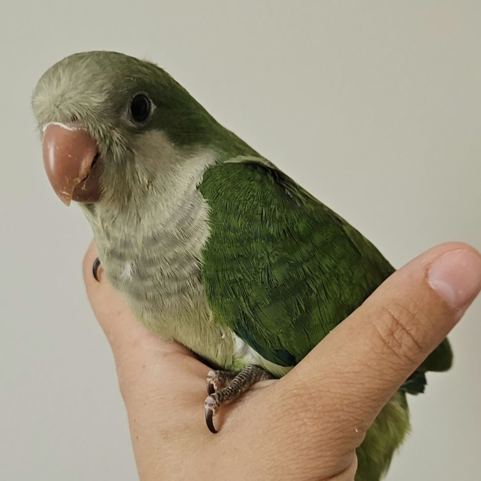 Thumbnail: Green Quaker Baby 