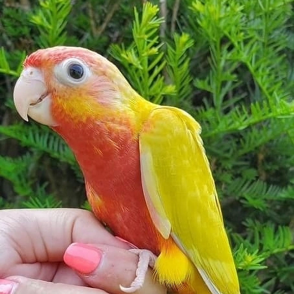 Dominant Red Suncheek Greencheek Conure Baby