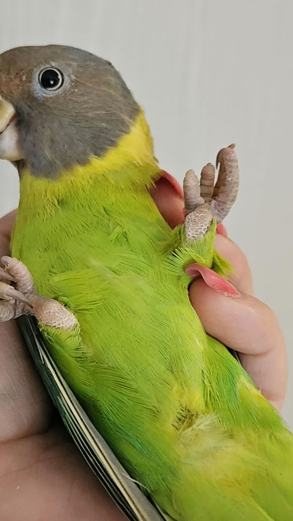 Thumbnail: Plum Headed Parakeet Baby