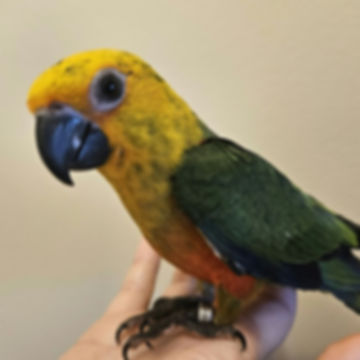 Jenday Conure Baby 