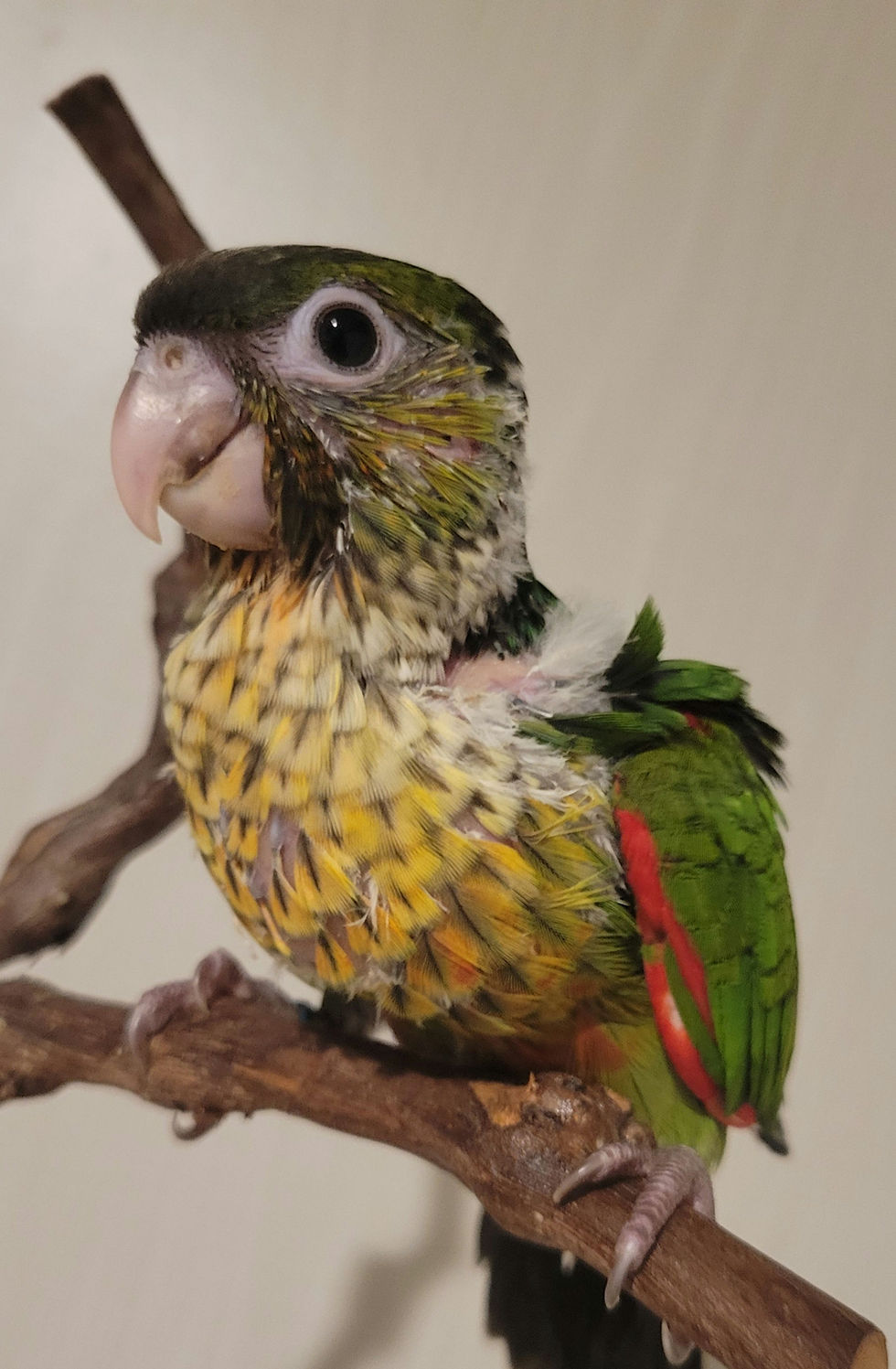 Thumbnail: Vorens Black Capped Conure (Opaline) 
