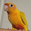 Thumbnail: Dominant Red Cinnamon Dilute Greencheek Conure