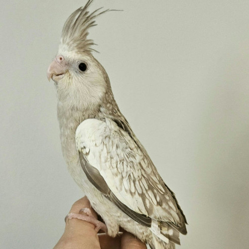 Whiteface Cinnamon Pearl Cockatiel Baby | Mini Macaws and More