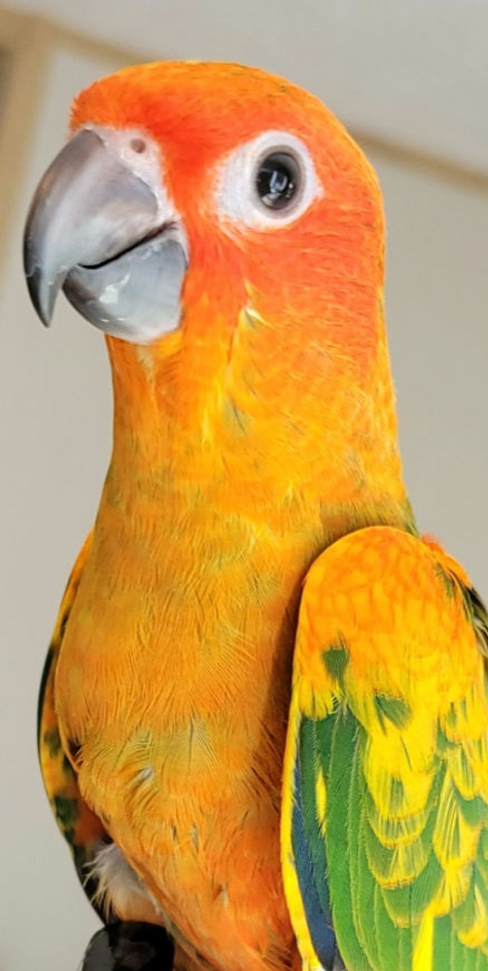Thumbnail: Red Factor Sun Conure Baby