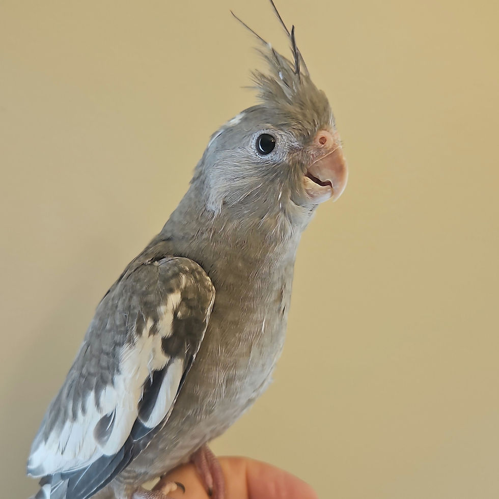 Whiteface Cockatiel Baby