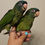 Thumbnail: Blue Crown Conure Baby