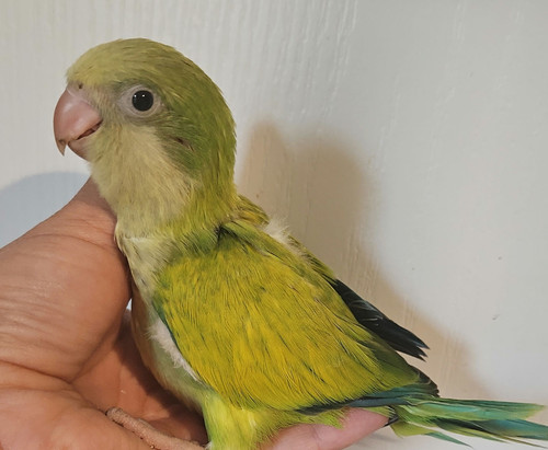 For Sale Parrotlet Price At Petco Quaker Parakeet Petco Bird