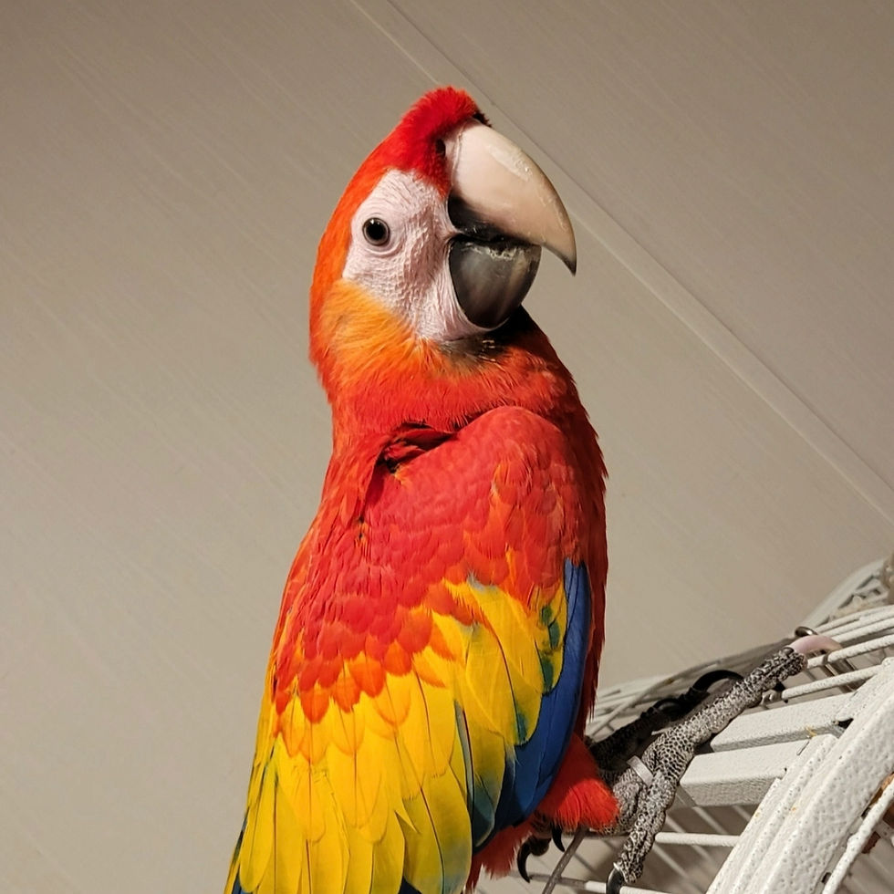 Scarlet Macaw Parrot