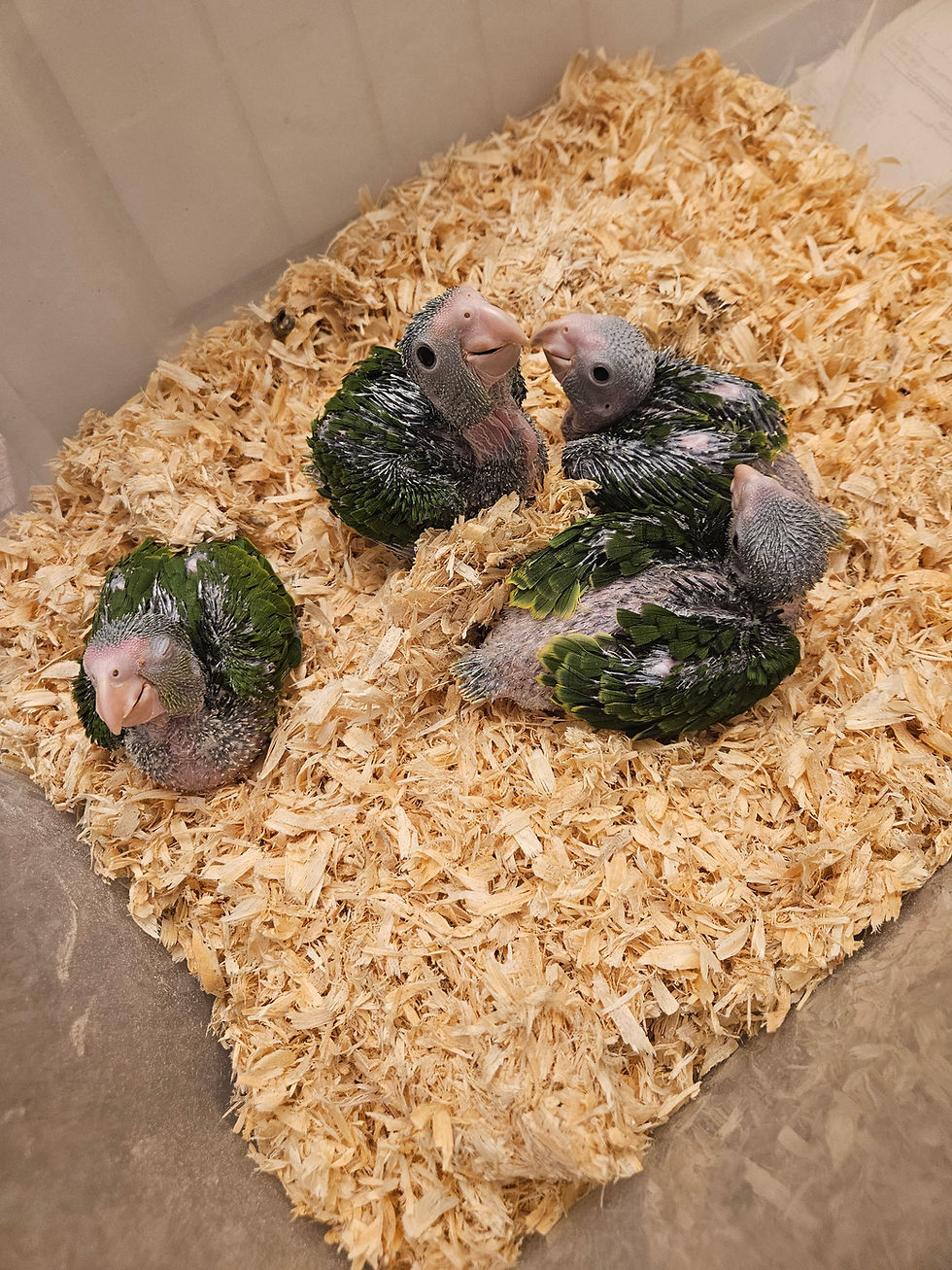 Thumbnail: Red Crowned Amazon Baby