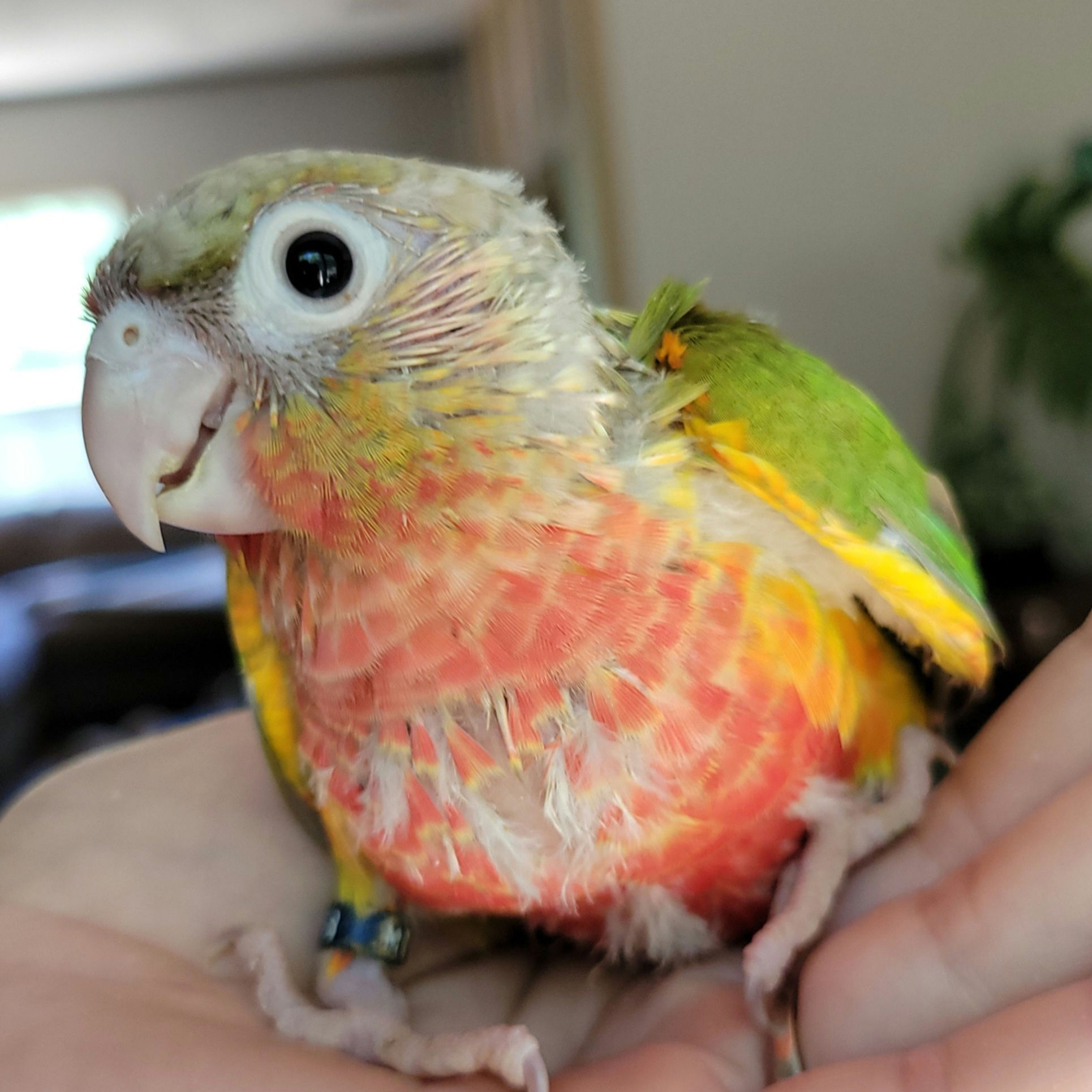 Pineapple Greencheek Conure
