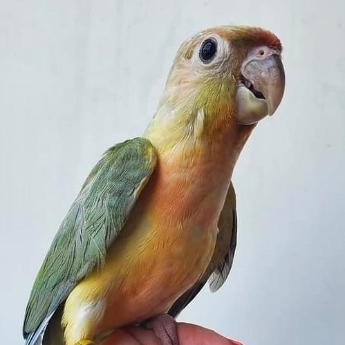 Dominant Red Opamint Greencheek Conure | Mini Macaws and More