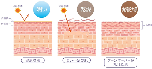 鍼灸 皮膚構造 美容鍼_edited_edited.png