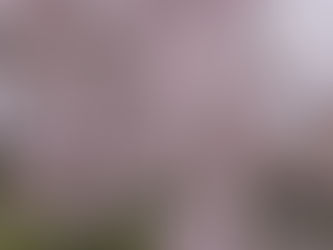 「新社長のゆるっとメモ」シリーズ 日中線しだれ桜と喜多方ラーメン