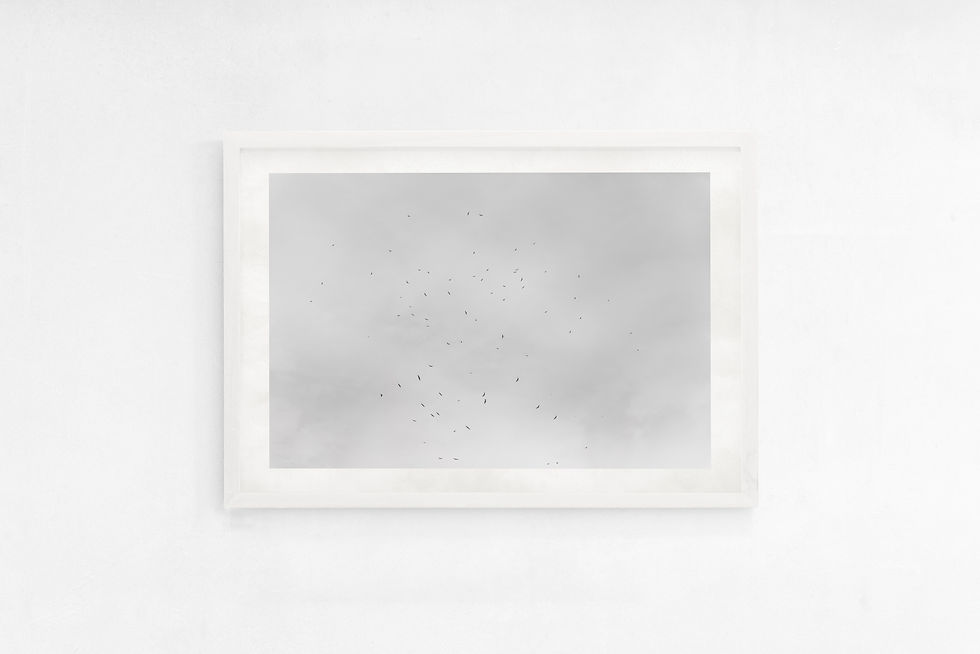 Thumbnail: BIRDS II