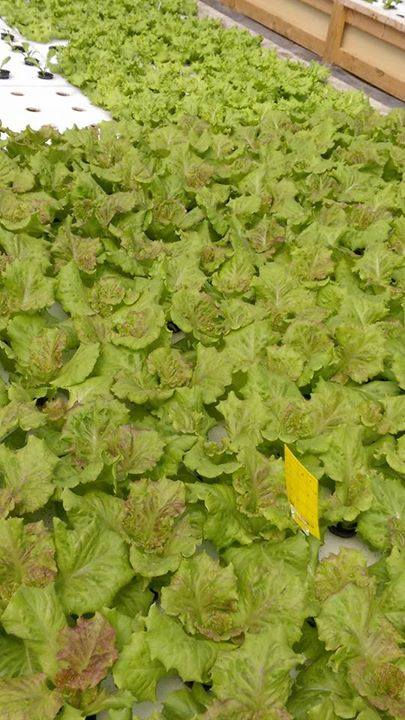 12032364_1468168413513772_573229526_n-2