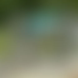 A civil war cannon mounted on wagon wheels, pointing away from the camera