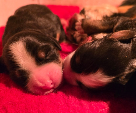 chiot bouvier bernois
