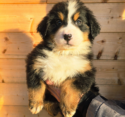 chiot bouvier bernois