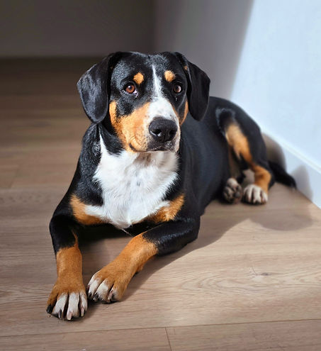 femelle bouvier de l'entlebuch