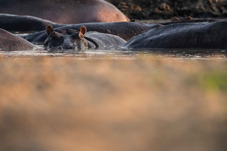 Hippos in Katavi