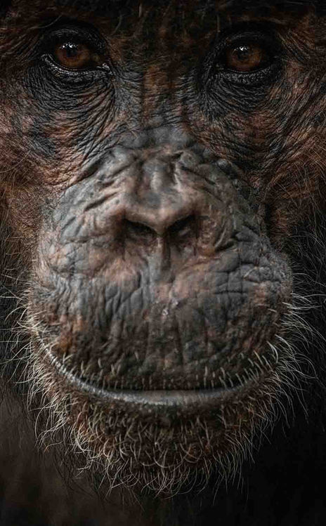 Mahale Chimp Portrait