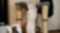 An orange and white kitten standing on his back feet with his paws up to swat a toy