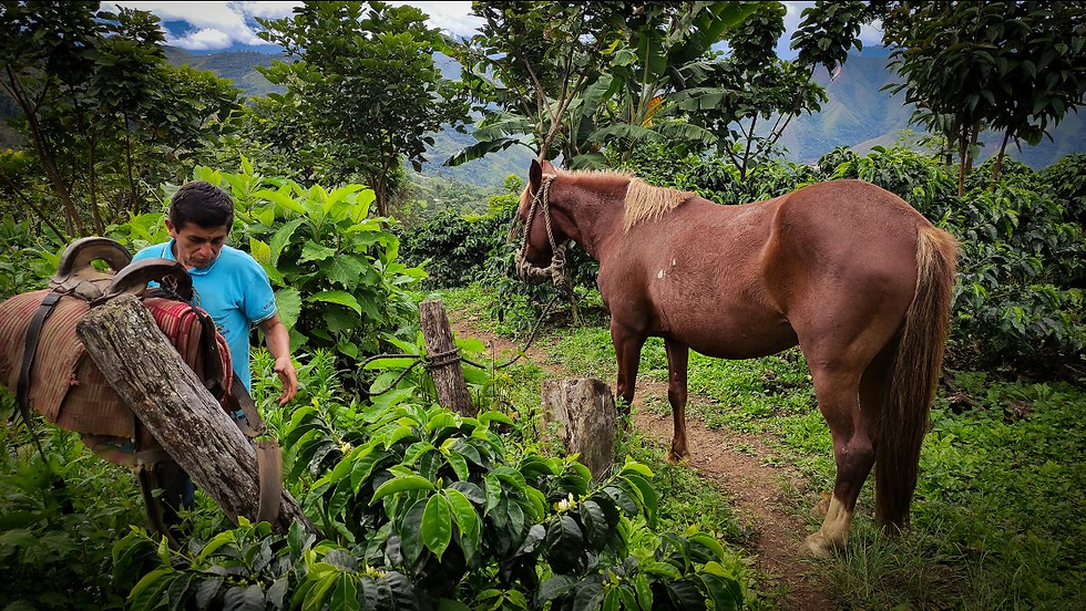 Modesto Chinguel producer from the Cedros Café