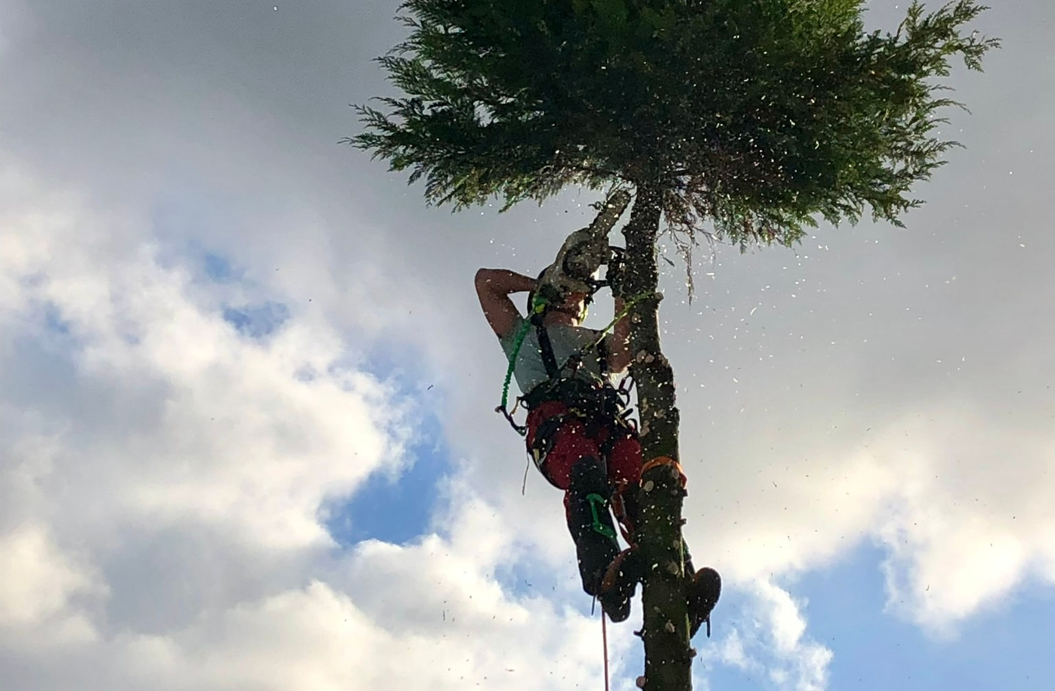 Treklatring med motorsag
