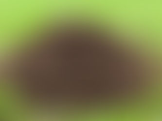 why do ant piles show up after it rains