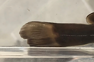 Pseudobagrus aurantiacus (Temminck and Schlegel, 1846) ▲生後間もないアリアケギバチ▲成魚。背鰭が長いので良く目立つ。また各鰭も大きく、細長い体型をしていながら非常にがっしりとした容姿に見える。４０ｃｍ程に成長する個体もいるようだ。▲鹿児島県。中流域を好む傾向が強いが、気候が比較的温暖な為か、山間部の上流域に多く見られた。▲宮崎県（移入個体群と思われる）。宮崎県に自然分布する個体群は遺伝的にかなり異なるようで、形態的な差異もあるかもしれない。残念ながらその水系では殆ど見られなくなっている。一方、最近見られるようになった水系もあり、人為的な分布の可能性が高い。▲福岡県。成長しても比較的模様が残る。国内外来魚としてギギが各水系で猛威を振るっているが、堰堤やダムで遮断された環境だと本種が生き残っている事も多い。▲大分県。局所的に見られた個体。本種は生息河川でもかなり限られたエリアにしか見られない事も多く、生息地の分断化が進んでいる。