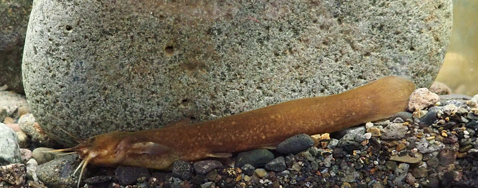 P8060781_edited.jpg