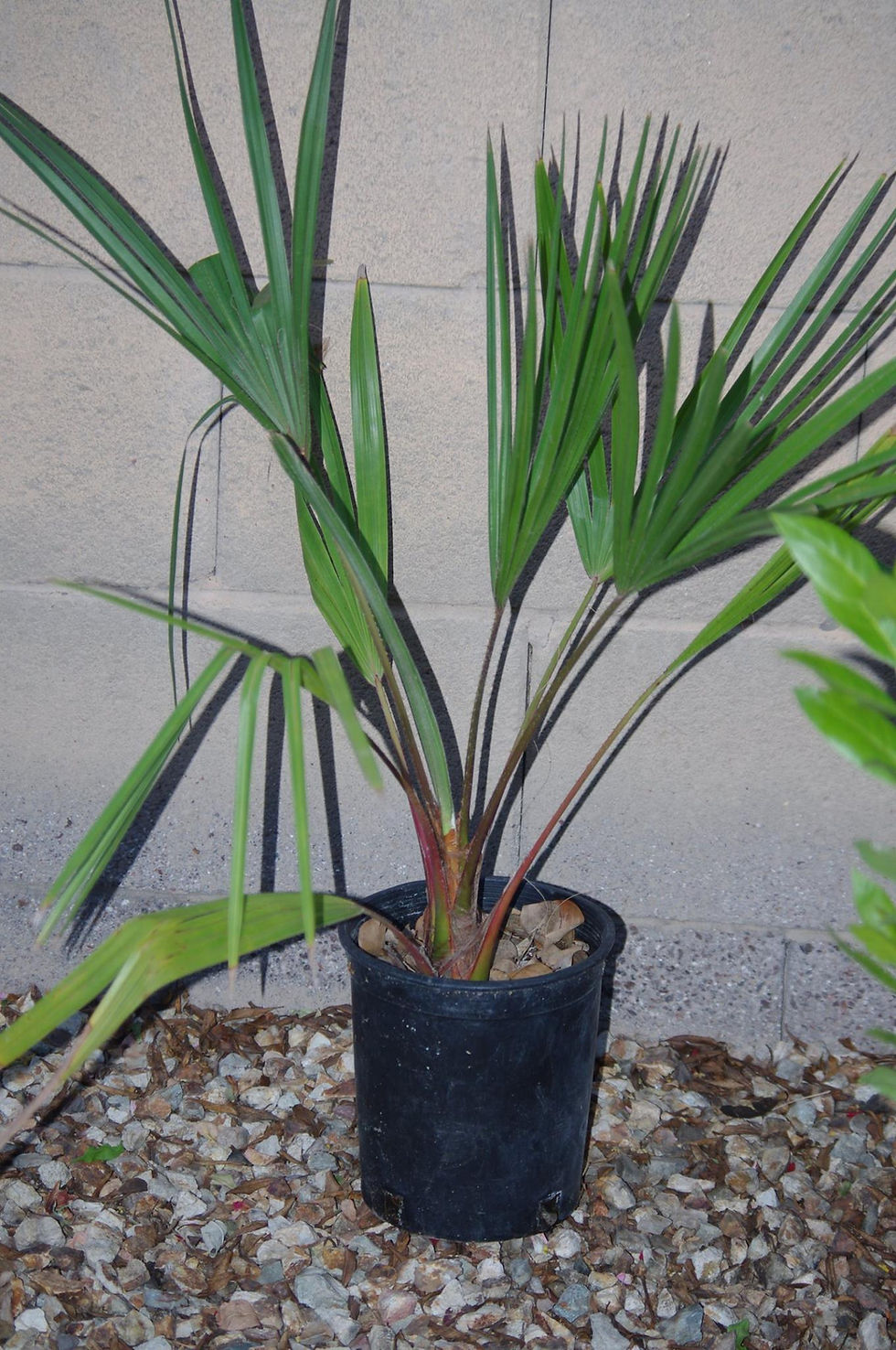 Thumbnail: Ribbon Fan Palm-Livistona decorum