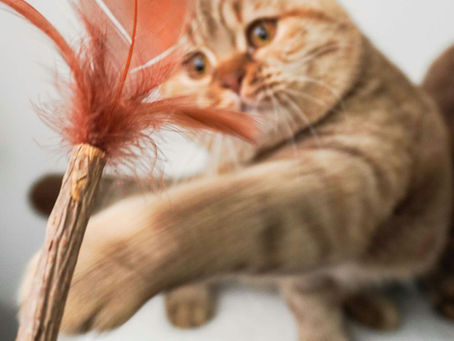 LES BÂTONS DE MATATABI : UN TRÉSOR NATUREL POUR NOS CHATS