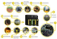 Sabe como se faz azeite?