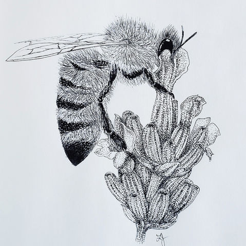 Honeybee drawing