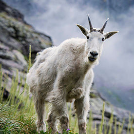 wildlife06_square.jpg