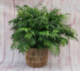 10” Assorted Floor Plants (decorative pot not included)