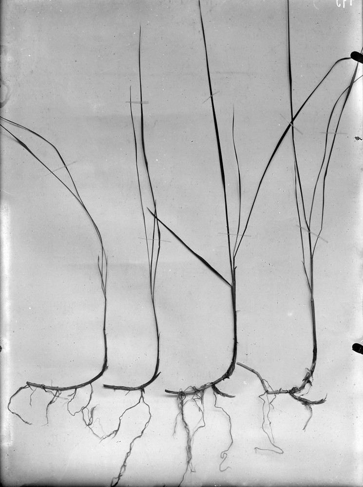 Evolution_de_rhizomes_sur_jeunes_[...]Berteau_Armand_btv1b10102366x_1.jpeg