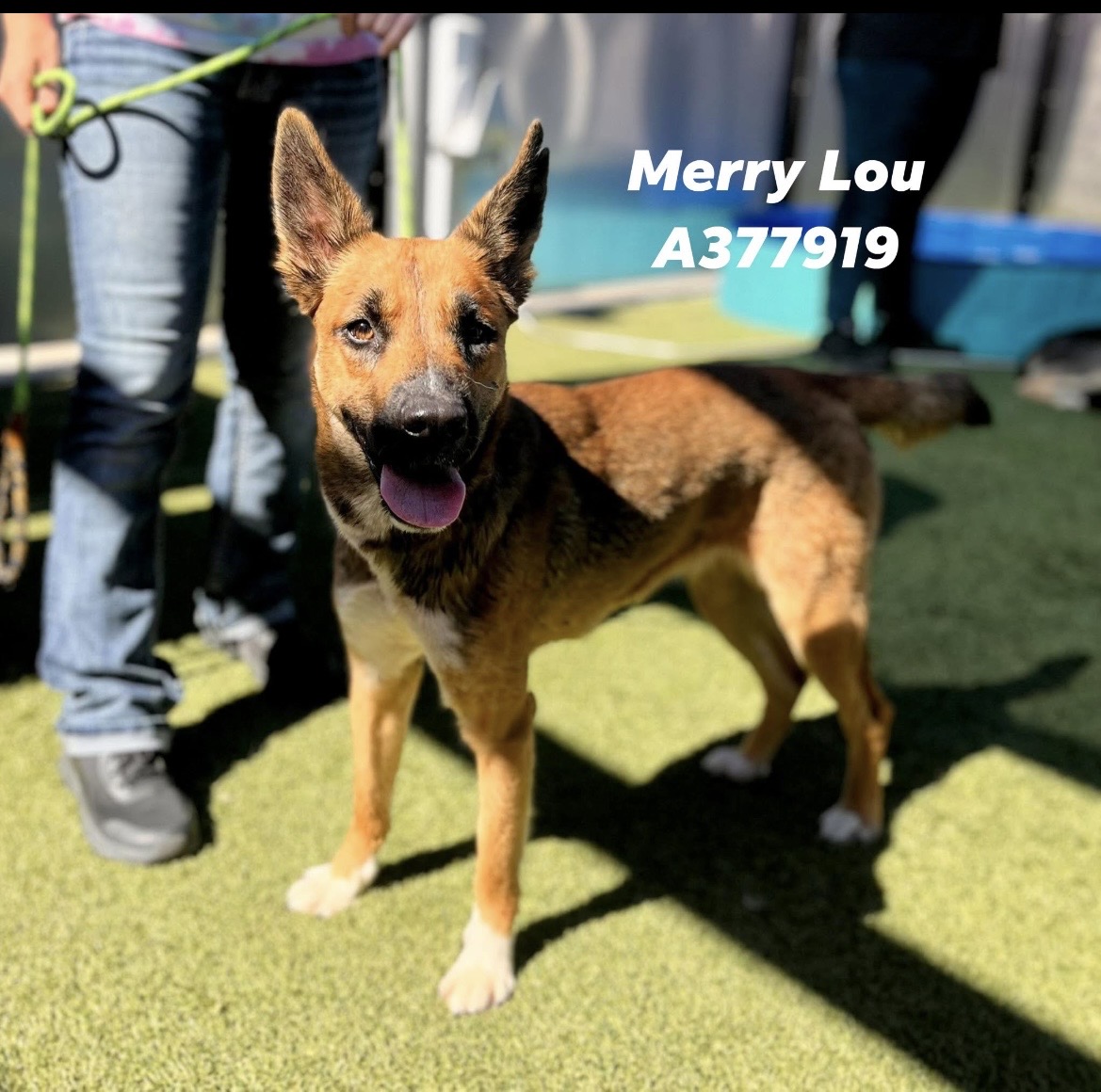 Merry Lou