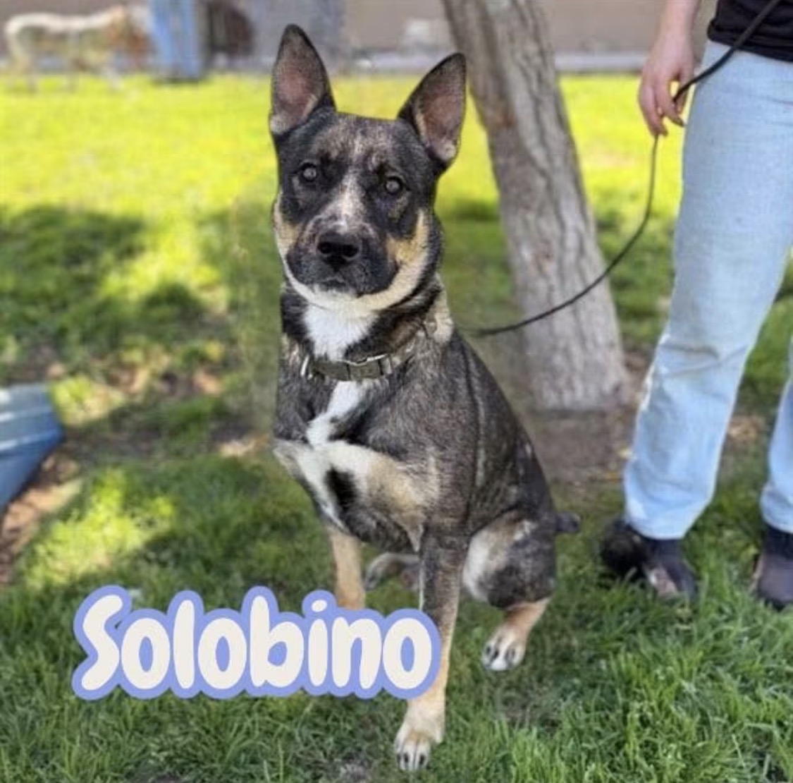 Solo