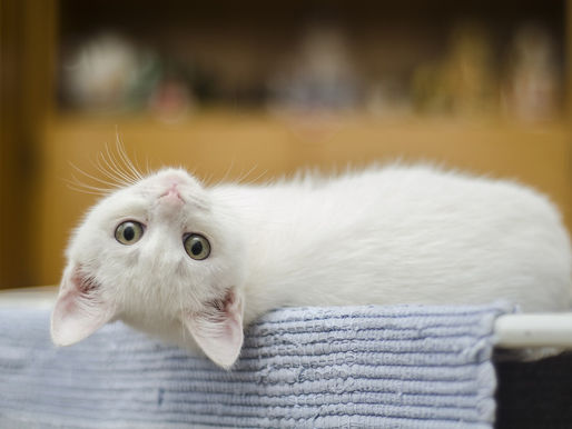 ¿Cómo hacer una casa para gatos?