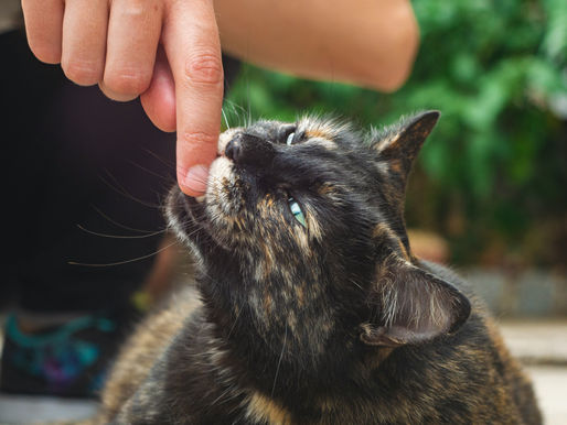 ¿Por qué mi gato me muerde?
